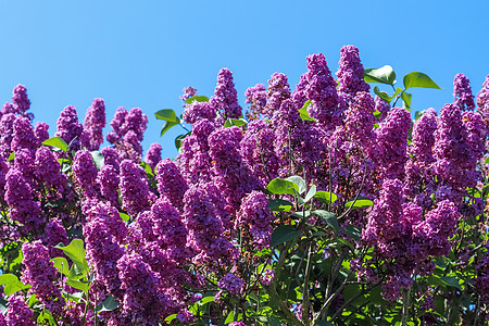 在清蓝天空前的青柳花树 香林树粗俗紫色紫丁香芳香植物学薰衣草蓝色花园花瓣花束植物群图片