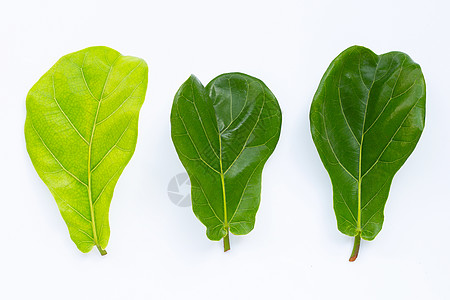 白背景的菲力士液压叶热带生态植物群叶子环境花园树叶绿色植物植物森林图片