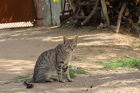 猫就躺在树的阴荫下 在地上图片