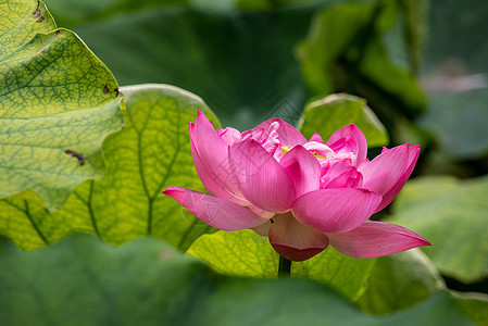 粉色莲花水百合花花和绿叶图片