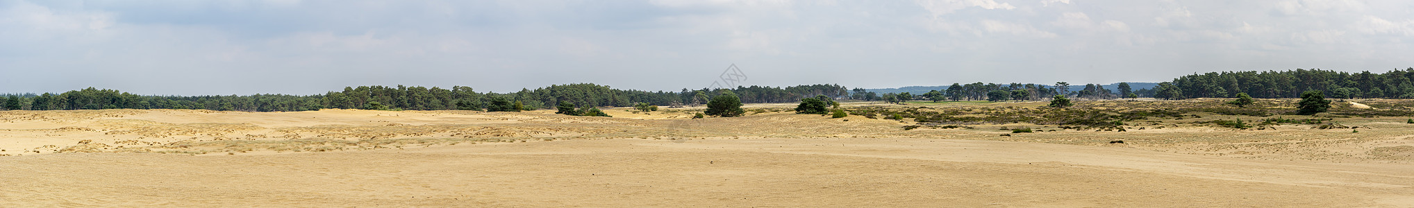 荷兰阿纳姆盖德兰Hoge Veluwe国家公园沙丘全景图片