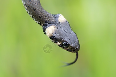 近距离接近草蛇皮肤宏观眼睛荒野攻击舌头爬虫学水蛇爬行动物摄影图片
