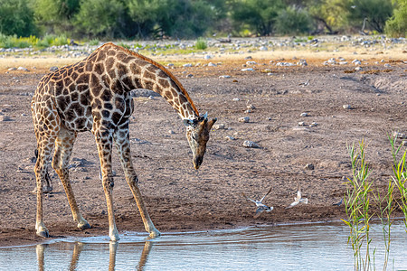Etosha的Giraffe 纳米比亚野生生物草原水坑平底锅树木野生动物羚羊偶数游戏环境国家图片