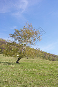 美丽的风景与孤独的白鸟地平线晴天场地叶子草地绿色天空蓝色牧场孤独图片