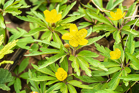 第一个春天的花朵花瓣草本植物叶子生长植物学生活宏观季节植物荒野图片