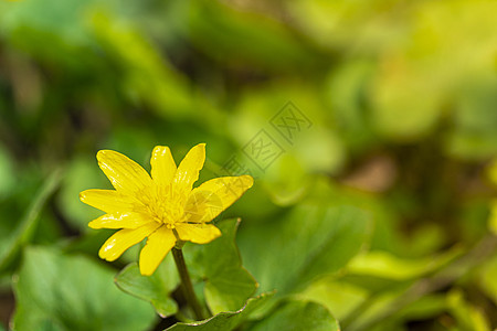 第一个春天的花朵生活季节荒野草本植物花瓣植物叶子生长植物学宏观图片