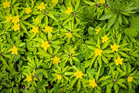 第一个春天的花朵叶子植物学草本植物荒野生活植物花瓣生长植物群宏观图片