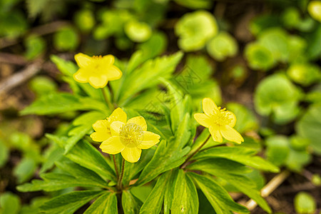 第一个春天的花朵叶子生活生长季节植物草本植物荒野植物学植物群花瓣图片