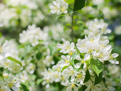 开花的苹果树分枝植物群花朵植物天空花瓣背景季节白色绿色花卉图片