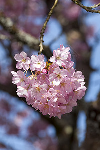 粉红花朵灌木花瓣李子花头背景木头宏观花园园艺植物群季节图片