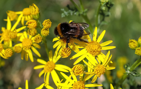 夏天草地上美丽的花朵 还有蜜蜂等昆虫花粉植物群宏观野生动物花蜜花瓣公园熊蜂紫色动物图片