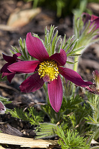 Pulsatilla 粗俗的 粉色深红色阴影紫色摄影花头生长植物林地植物群花坛季节宏观图片