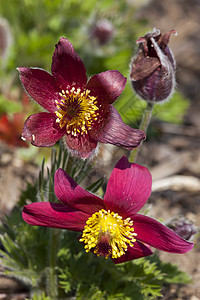 Pulsatilla 粗俗的 粉色深红色阴影季节林地紫色摄影园艺公园花瓣植物群植物花坛图片