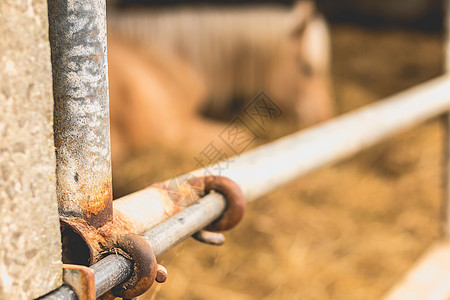 关上一个垫子的锁蜘蛛农场马术乡村窗户窝棚畜栏摊位国家牧场图片