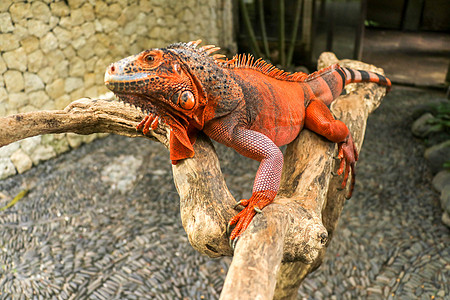 美丽的红鬣蜥在木头上 动物特写 橙色的鬣鳞蜥坐在浮木上 看着镜头 红色变体的一个亚种 害羞的动物红鬣鳞蜥栖息在干燥的树枝上热带动图片