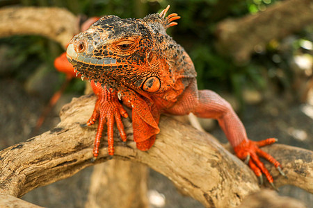 爬行动物的特写头 一只鬣鳞蜥的年轻男性红色鬣鳞蜥细节在自然伪装了 这种鬣蜥呈深红色至橙色 印度尼西亚保存着许多红鬣蜥野生动物宠物图片