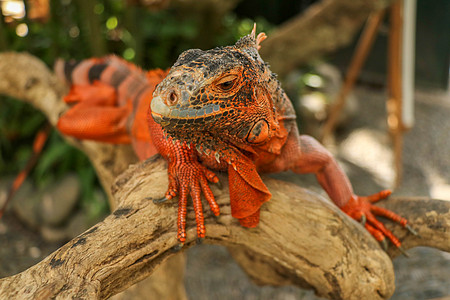 美丽的红鬣蜥在木头上 动物特写 橙色的鬣鳞蜥坐在浮木上 看着镜头 红色变体的一个亚种 害羞的动物红鬣鳞蜥栖息在干燥的树枝上动物群图片