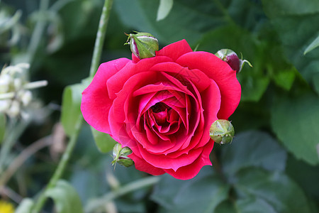 红色和粉红玫瑰花的顶端景色 在玫瑰花园里叶子宏观植物玫瑰花黄玫瑰红玫瑰玫瑰空间背景花束图片