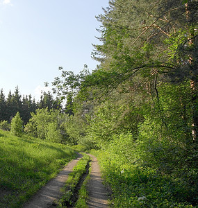 森林的夏季景观小路场景生长木头环境阳光风景公园叶子植物图片