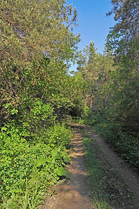 森林的夏季景观场景树木风景松树生长环境绿色公园小路树干图片