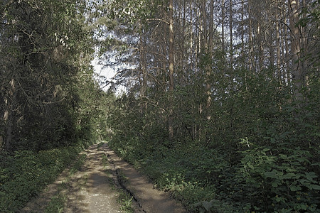 森林的夏季景观公园叶子树木松树木头植物风景阳光环境绿色图片