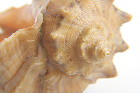 海壳宏观视图纹理螺旋贝壳生物生活热带海洋白色化石图片