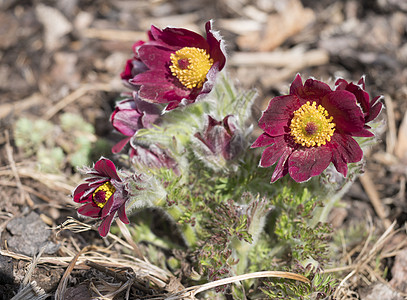 束特写白头翁 pratensis 紫色紫罗兰花 pasque 和深红色的花朵上覆盖着细小的毛发 第一朵春天的复活节花 选择性焦点图片