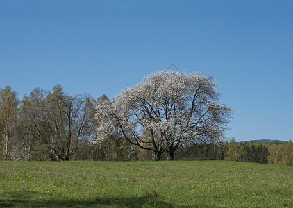 Lusatian 山田园诗般的春天景观 大开花的苹果树 郁郁葱葱的绿草草地 新鲜的落叶和云杉林 丘陵 清澈的蓝天背景 水平 复制图片