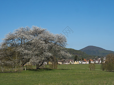 Lusatian 山脉的春景 大开花的苹果树 Cvikov 村的房屋和郁郁葱葱的绿草草地 落叶和云杉林和山丘 蓝天背景图片