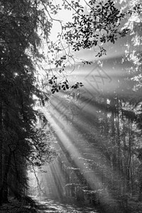 明日森林中的太阳光束 是真主耀斑和白白的天窗;图片