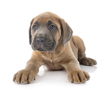 小狗可口可乐灰色獒犬宠物甘蔗动物工作室棕色背景图片