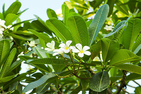白黄色花朵布满背景的青树花卉树背景图片