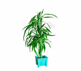 Dracaena反射绿色花朵植物 白底隔离于白底图片