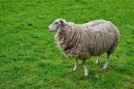 绿野中的羊群凝视乡村农田草地羊毛场地农场牧场植物农业羊肉图片