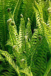 绿南生长花园叶绿素蕨类热带螺旋卷曲环境绿色植物植被图片