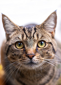 年轻的塔比猫毛皮宠物猫咪哺乳动物虎斑绿色小猫猫科眼睛动物图片