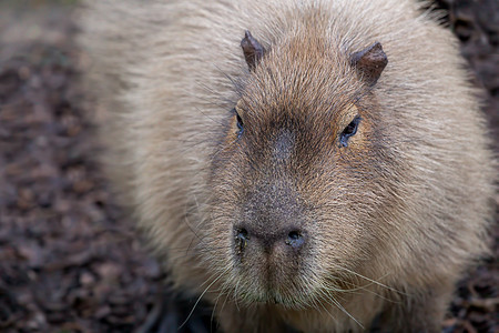 动物园中的独立卡比巴拉棕色哺乳动物警报动物群热带动物水螅荒野毛皮水豚图片