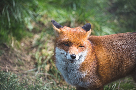 红狐狸绿色食肉野生动物毛皮警报动物动物群低角度哺乳动物荒野图片