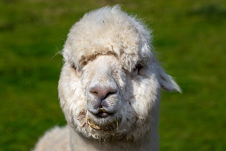 近距离的阿尔帕卡图像情调农场羊驼头发卷曲农村荒野宠物家畜动物图片
