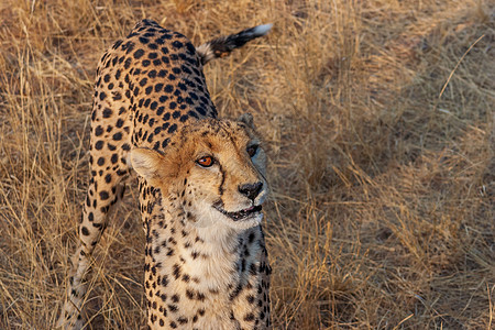 纳米比亚的Cheetah猎豹动物大草原游戏异国旅游哺乳动物速度大猫食肉图片