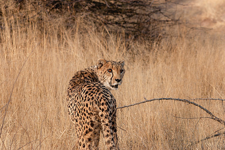 纳米比亚的Cheetah食肉哺乳动物捕食者濒危大猫游戏猎豹荒野速度动物图片