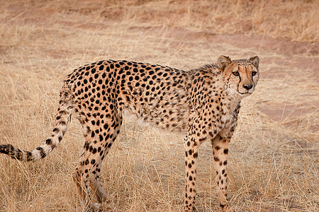 纳米比亚的Cheetah异国猎豹猎人濒危速度动物游戏旅游大草原捕食者图片