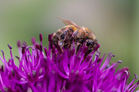 花上的大黄蜂蜜蜂紫色蜂蜜花瓣漏洞植物花粉宏观花园传粉者图片