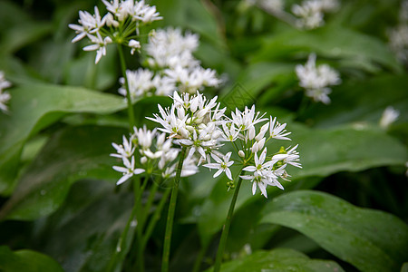 野生大蒜花灯泡荒野木头韭葱植物野花花朵草本植物森林区系图片