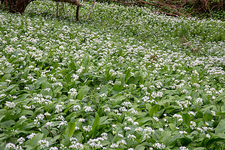 野生大蒜花木头森林味道植物食物荒野区系灯泡草本植物野花图片