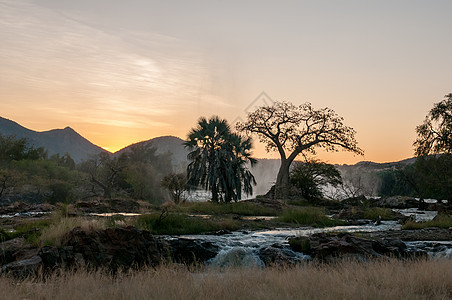日出时在Epupa瀑布顶端的Baobab树图片