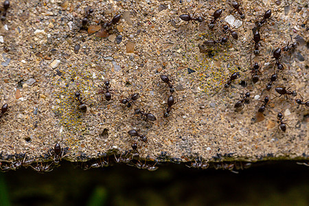 一群忙碌的黑蚂蚁组织昆虫害虫漏洞社区工作团体荒野家庭天线图片