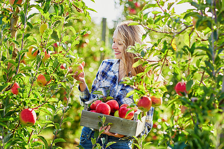 秋天在果园或农场采摘成熟有机苹果的年轻女子金发女孩青少年农业农村水果收成食物园艺乡村图片