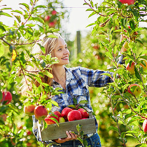 在花园中采摘苹果的年轻妇女收集园艺果园农村农业农民收成水果食物乡村图片
