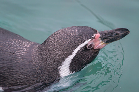 企鹅游泳乐趣荒野水池白色池塘蓝色水族馆动物园野生动物黑色图片